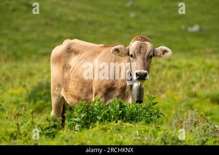 Alpine Landwirtschaft - Radons, Schweiz Stockfoto