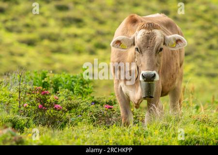 Alpine Landwirtschaft - Radons, Schweiz Stockfoto