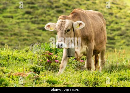 Alpine Landwirtschaft - Radons, Schweiz Stockfoto