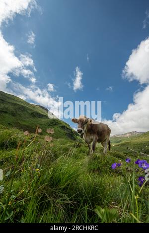 Alpine Landwirtschaft - Radons, Schweiz Stockfoto