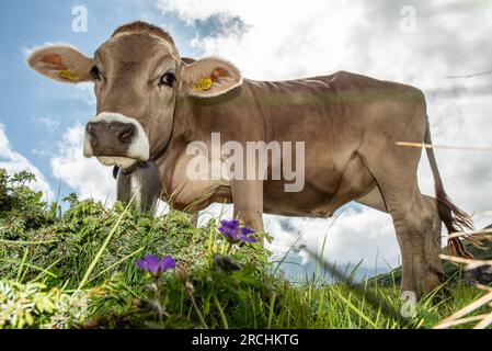 Alpine Landwirtschaft - Radons, Schweiz Stockfoto