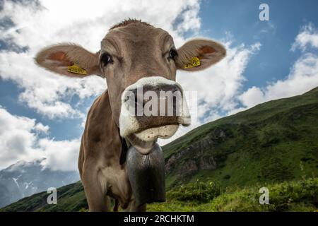 Alpine Landwirtschaft - Radons, Schweiz Stockfoto