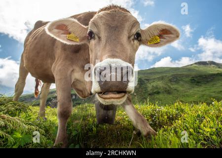 Alpine Landwirtschaft - Radons, Schweiz Stockfoto