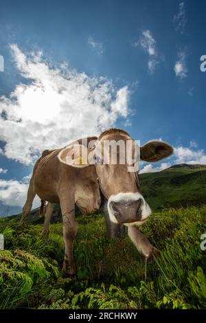 Alpine Landwirtschaft - Radons, Schweiz Stockfoto