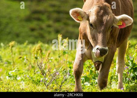 Alpine Landwirtschaft - Radons, Schweiz Stockfoto