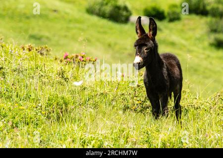 Berglandschaften von Radons - Schweiz Stockfoto