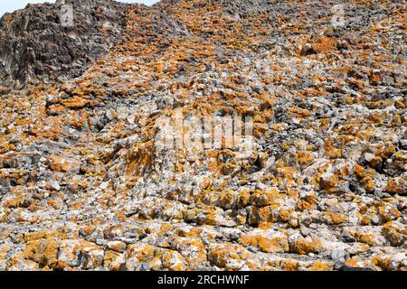 Xanthoria calcicola oder Xanthoria aureola ist eine Lichen. Flechten, das auf andesiten Vulkansteinen wächst. Dieses Foto wurde in Cabo de Gata Natural P aufgenommen Stockfoto