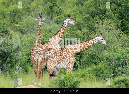 Gruppen junger männlicher Giraffen treffen sich in der Nähe von Wasserstellen. Diese Vereinigungen sind zeitlich begrenzt und recht flexibel. Mit dem Alter werden sie einsamer. Stockfoto