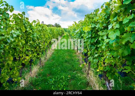 Deutschland, Grüner Weg zwischen Weinpflanzen mit blauen Trauben in wunderschöner Weinberglandschaft im Sommer mit blauem Himmel und Sonne Stockfoto