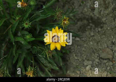 Gazanias (Schatzblume oder afrikanische Gänseblümchen) sind zarte mehrjährige Blumen mit bunten Blumen. Aus Südafrika Stockfoto