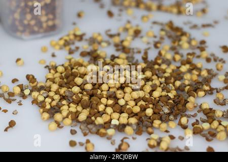 Getrocknete geröstete Chana oder ganze schwarze Gramm oder Kichererbsen werden in Indien typischerweise als Snack gegessen. Kala chana oder schwarze Kichererbse ist eine erstaunliche Quelle für Schutz Stockfoto