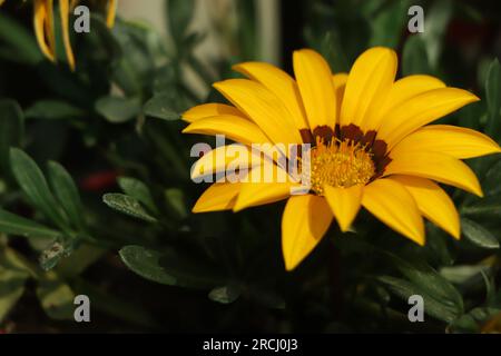 Gazania rigens (Syn. G. Splendens), manchmal auch als Schatzblume bezeichnet, ist eine Art Blütenpflanze der Familie Asteraceae Stockfoto