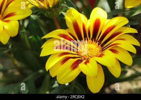 Gazania rigens (Syn. G. Splendens), manchmal auch als Schatzblume bezeichnet, ist eine Art Blütenpflanze der Familie Asteraceae Stockfoto