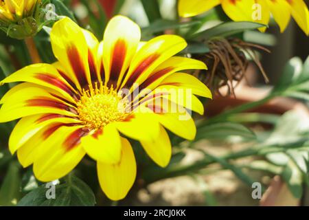 Gazania rigens (Syn. G. Splendens), manchmal auch als Schatzblume bezeichnet, ist eine Art Blütenpflanze der Familie Asteraceae Stockfoto