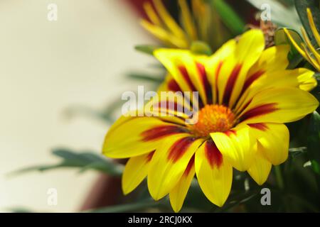 Gelbe und orangefarbene Gazanie im Garten Stockfoto