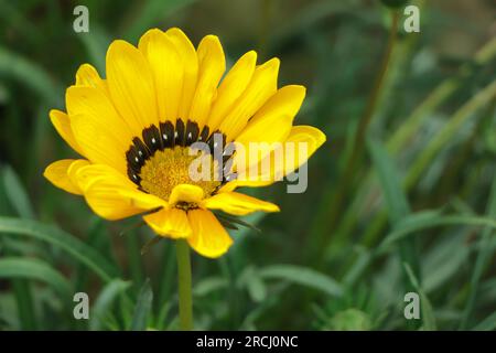 Gelbe Gazanenblume mit Kopierraum Stockfoto