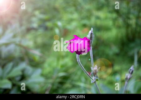 Wunderschöne Blume im Garten. Schöne Außenaufnahme Mit Blumen. Stockfoto