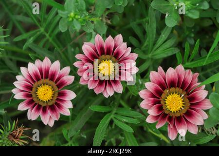 Üppige Blüten von Gazanen in verschiedenen Farben in einer Hängekiste auf dem Balkon. Schönes Sommerfoto. Balkongärten sind ein tolles Hobby. Stockfoto