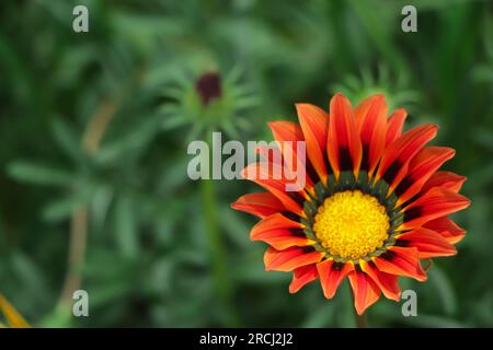 Gazania rigens (syn. G. splendens), manchmal auch Schatzblume genannt, ist eine blühende Pflanze aus der Familie der Asteraceae, die im Küstengebiet beheimatet ist Stockfoto