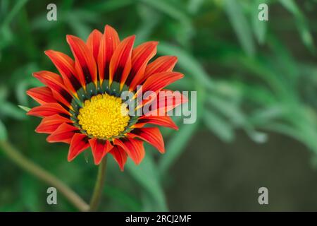 Farbenfrohe Linearis-Blumen aus Gazania, aus der Nähe. Gazania ist eine Zierblütenpflanze der Familie der Asteraceae. Sie produzieren große, attraktive Gänseblümchen Stockfoto