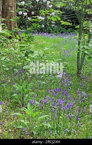 Abdriften von Bluebells im Waldgebiet Stockfoto