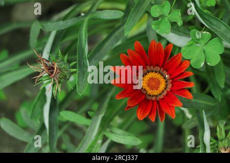 Wunderschöne Gazanien-Schatzblumen aus der Nähe von Stockbildern. Gazania rigens verschiedene Farben Vollformat-Foto. Background sto mit Schatzblumenmischung Stockfoto