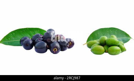 Frischer, roher und reifer Bio-Jamun oder früchte von syzygium cumini mit grünen Blättern auf weißem Hintergrund. Stockfoto