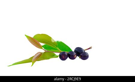 Selektives Fokusbild von schwarzem Jamun oder Eugenia Jambolana oder schwarzem Jambolan Plum auf weißem Hintergrund. Stockfoto