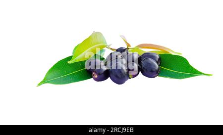 Jamun, Jambolan-Pflaume oder Java-Pflaume mit frischen grünen Blättern, isoliert auf weißem Hintergrund. Stockfoto