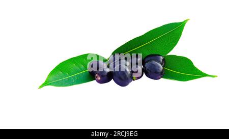 Selektives Fokusbild von schwarzem Jamun oder Eugenia Jambolana oder schwarzem Jambolan Plum auf weißem Hintergrund. Stockfoto