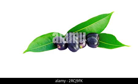 Jamun, Jambolan-Pflaume oder Java-Pflaume mit frischen grünen Blättern, isoliert auf weißem Hintergrund. Stockfoto