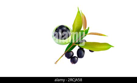 Jamun oder Syzygium Cumini in einer Keramikschüssel mit Blättern auf weißem Hintergrund mit Kopierraum, auch bekannt als Java Plum, Malabar Plum, Black Plum Stockfoto