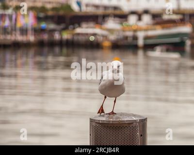 Porträt einer Möwe im Hafen von Sydney mit Kreuzfahrtschiff, das tagsüber im März 2015 fotografiert wurde Stockfoto