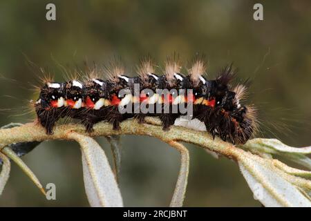 Knoten Gras Acronicta rumicis Caterpillar Stockfoto