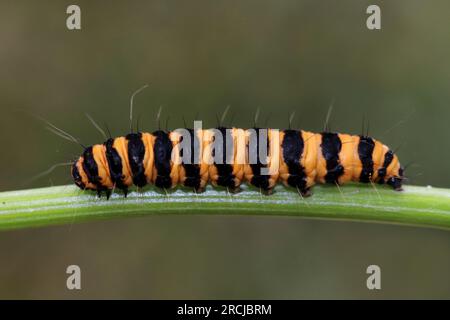 Zinnober Motte caterpillar Tyria jacobaeae Stockfoto