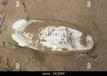 Tintenfisch Bone Wurde Am Strand Angespült Stockfoto