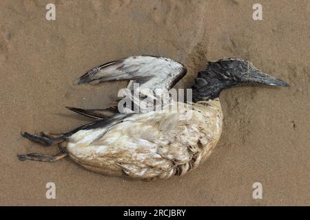 Dead Common Guillemot (Uria aalge), einer von vielen, die an Ainsdale Beach, Sefton Coast UK infolge der Vogelgrippe angeschwemmt wurden Stockfoto