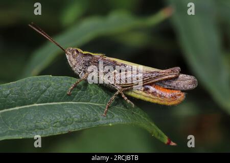 Feld-Grashüpfer Chorthippus brunneus Stockfoto