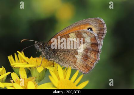 Torhüter Pyronia tithonus Stockfoto