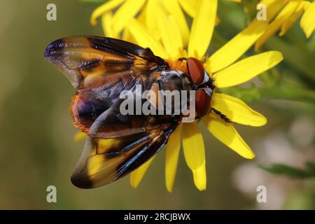 Tachinid Fly Phasia hemiptera - Männlich Stockfoto