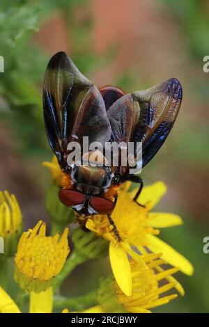 Tachinid Fly Phasia hemiptera - Männlich Stockfoto