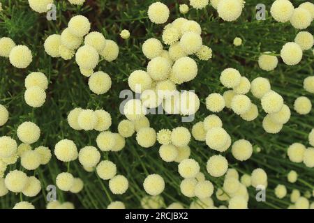 Santolina rosmarinifolia subsp. Rosmarinifolia „Primrose Juwel“ Stockfoto