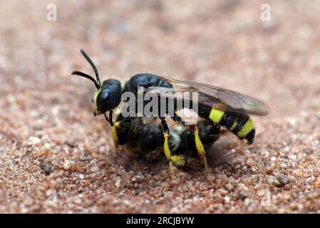 Kunstvoll verzierter Digger Wasp Cerceris rybyensis mit Mining Bee Beute Stockfoto