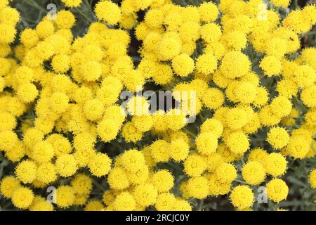Chamaecyparissus Baumwolle Lavendel Kamille Stockfoto