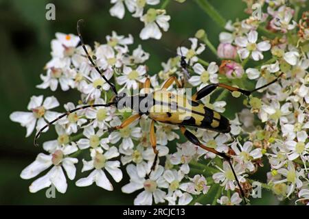 Spotted Longhorn Beetle alias Harlequin Longhorn Leptura maculata syn Rutpela maculata, Strangalia maculata Stockfoto