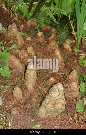 Sumpfzypressenknien - Taxodium distichum Stockfoto