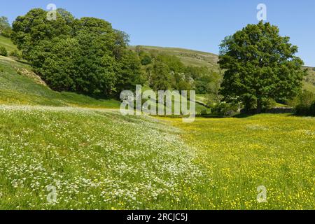 Pignut, Conopodium majus, dominiert einen Hang auf einer Heuwiese, Muker, Swaledale, Yorkshire Dales Nationalpark Stockfoto