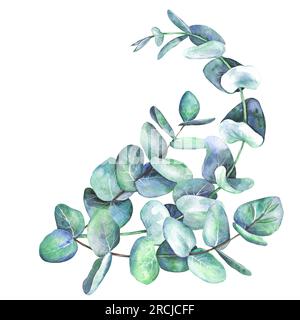 Grüner Eukalyptuszweig, Darstellung in Aquarellfarben auf weißem Hintergrund isoliert. Entwickelt für Design, Druck, Stoff oder Hintergrund. Stockfoto
