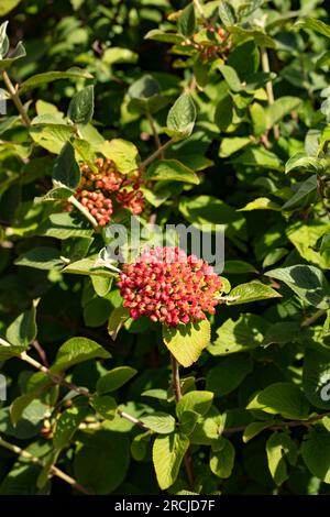 Leuchtende Beeren von Viburnum lantana (Wayfarer-Pflanze). Natürliches Nahaufnahme blühendes Pflanzenporträt bei guter Sommersonne Stockfoto