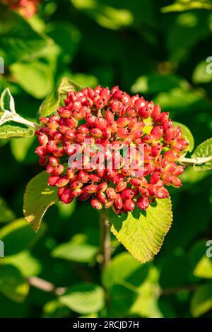Leuchtende Beeren von Viburnum lantana (Wayfarer-Pflanze). Natürliches Nahaufnahme blühendes Pflanzenporträt bei guter Sommersonne Stockfoto